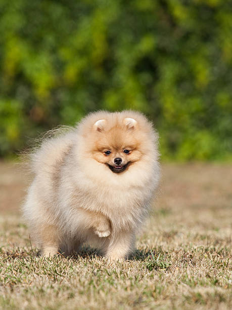 Small puppy on the green grass
