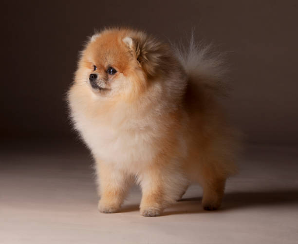 Pomeranian dog Portrait in studio with brown background