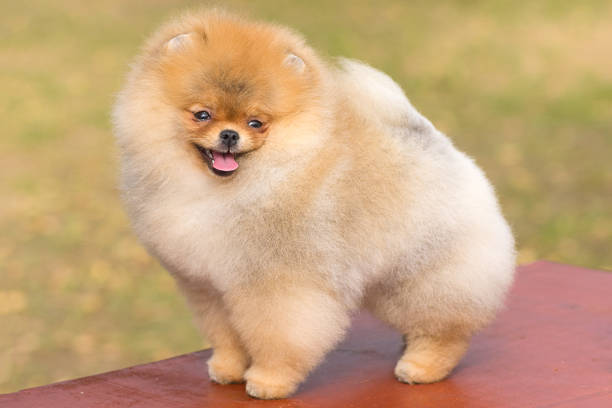 Beautiful female pomeranian dog in nature